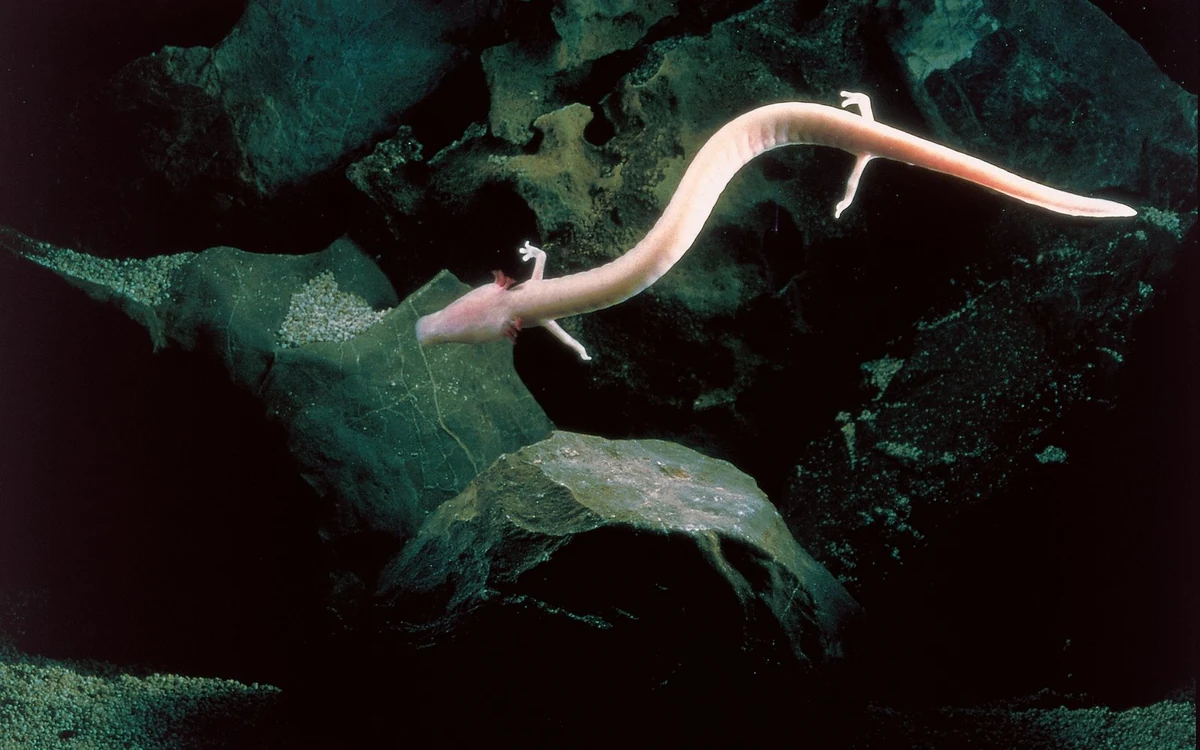 A pale, slender amphibian with external gills resting in clear water under soft light