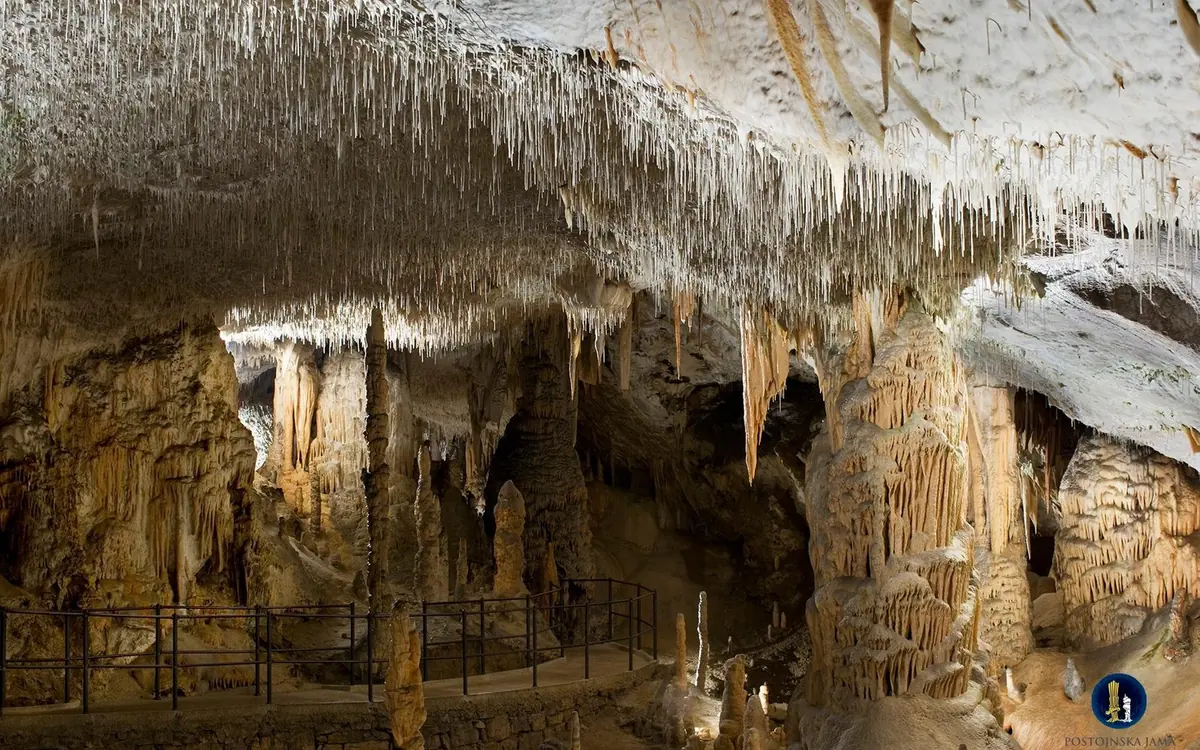 A cave ceiling densely hung with thin pale stalactites, lit from below
